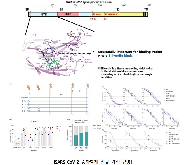 SARS-CoV-2 중화항체 신규 기전 규명.JPG